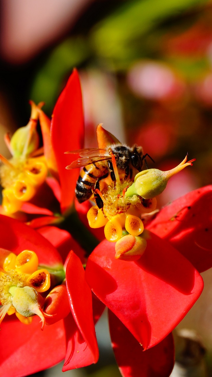 A bee on a red flower.