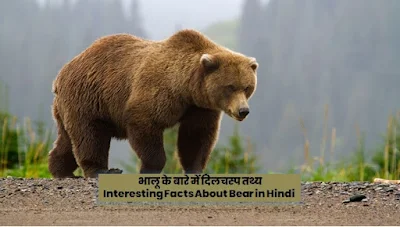 Interesting Facts About Bear in Hindi