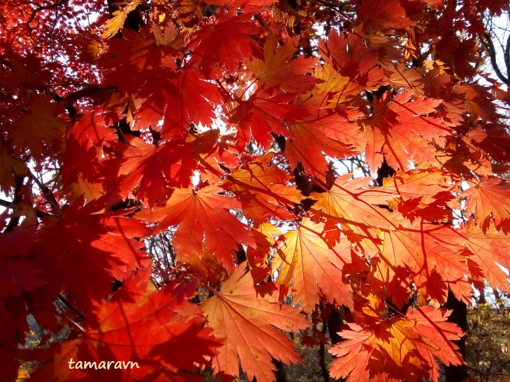 Клён ложнозибольдов (Acer pseudosieboldianum)