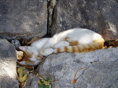 Cats Will Sleep Anywhere 23