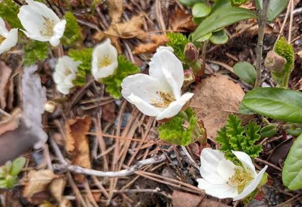 Klevarudnatten Trytetjern Nesbyen stolpejakt