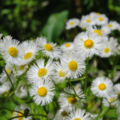 Wild Flowers download free wallpapers for HD desktop