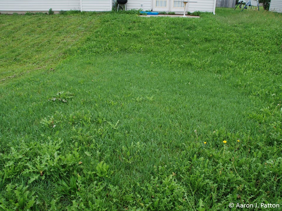 Image of Quack grass patch in lawn