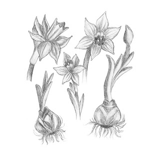 Daffodil pencil drawing