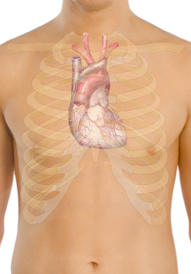  Jantung yakni organ berotot yang bisa memompa darah ke  5 Gambar Jantung Manusia Dan Penjelasan Keterangan