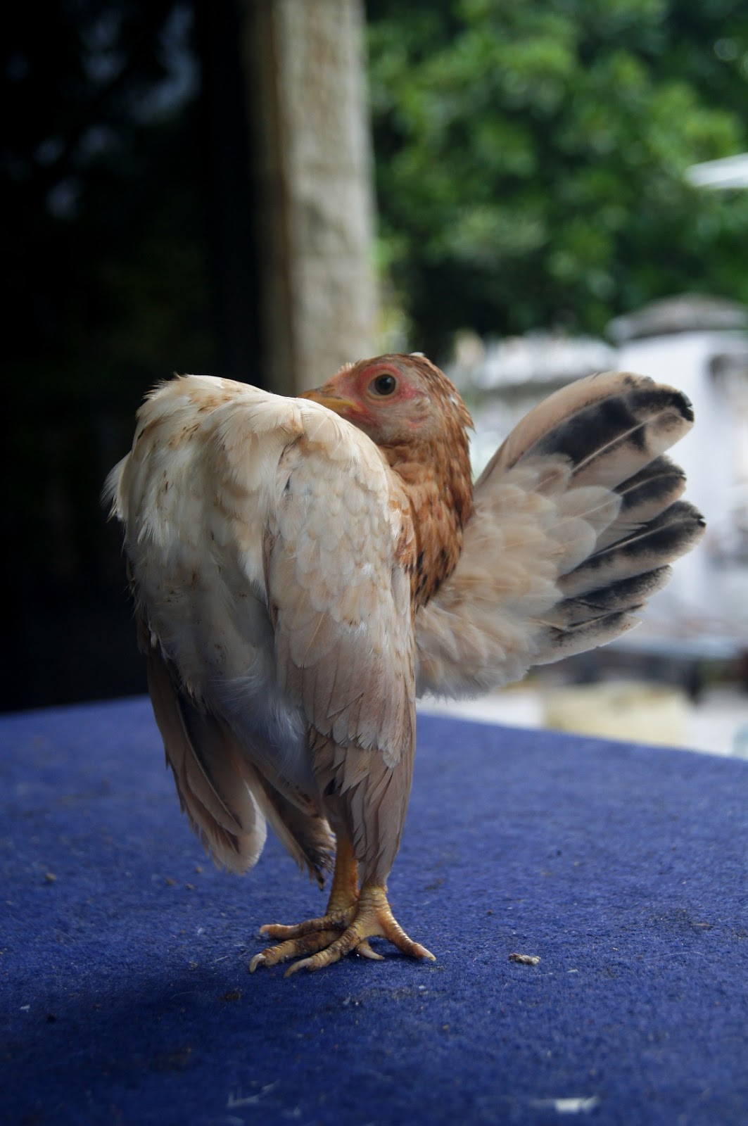 Laman Serama Parit Buntar ( Ayam Serama ): Sembang serama ...