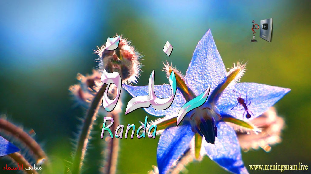 معنى اسم, رندة, وصفات, حاملة, هذا الاسم, Randa,