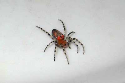 arañas argentinas Araña tejedora roja (Alpaida gallardoi)