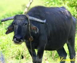 Carabao Pictures