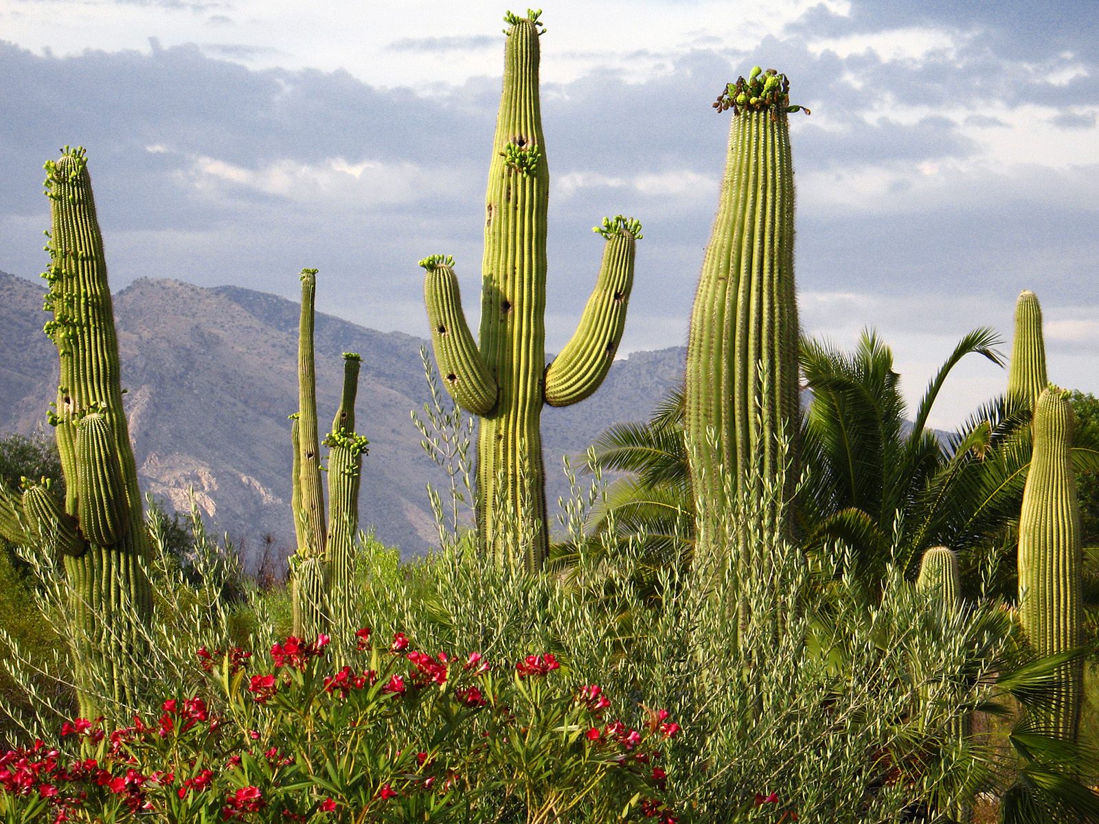 Landscapers In Tucson Az