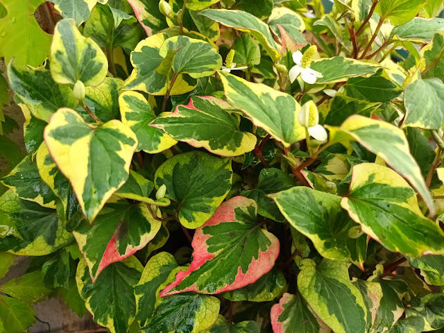 Planta camaleón (Houttuynia cordata "Chameleon").