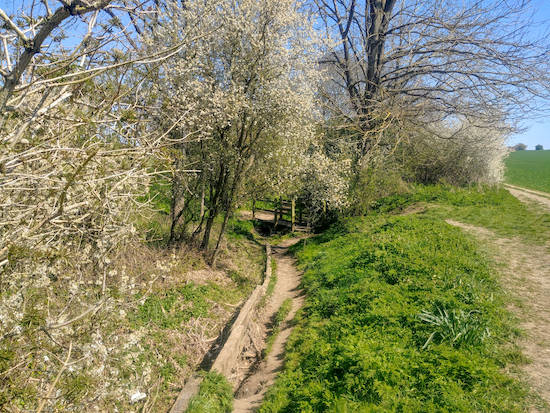 You can follow either the path over the bridge or the path to the right of the hedge