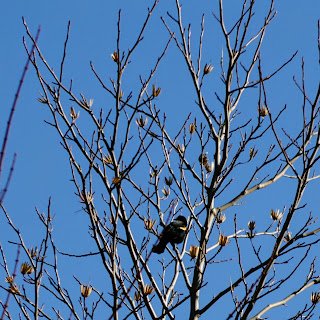 Red-winged black bird that is typical in swampy areas.