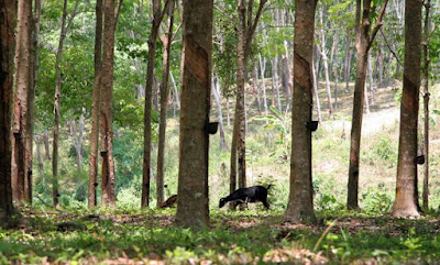 Rubber trees and goats