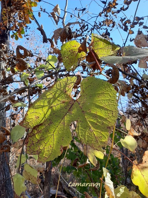 Виноград амурский (Vitis amurensis)