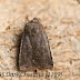 Dark Chestnut kicks off the mothing year