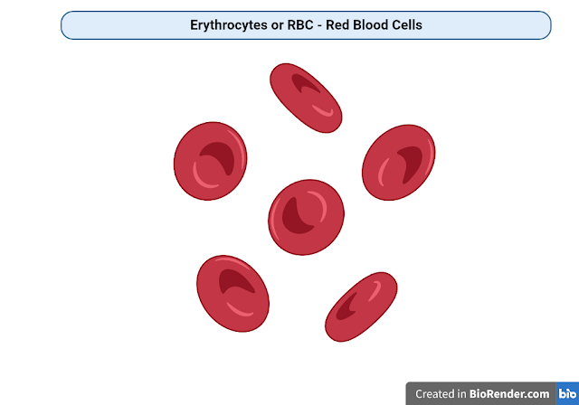 Blood Cells - Types, Definition and Function