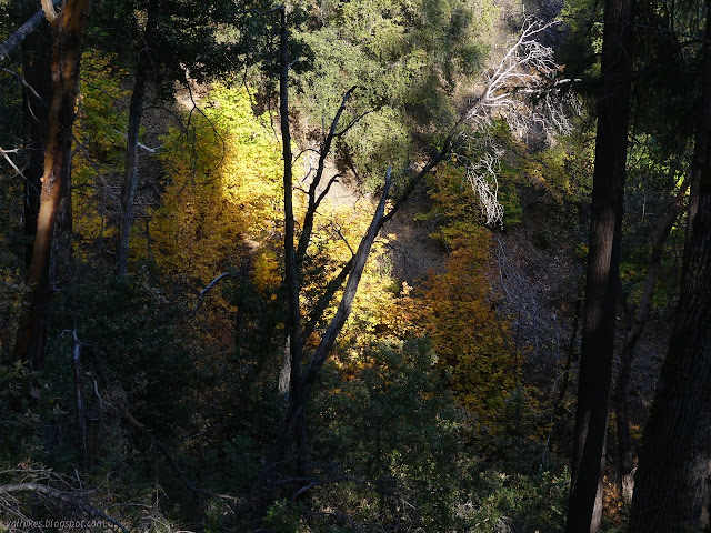 bright yellow fall color