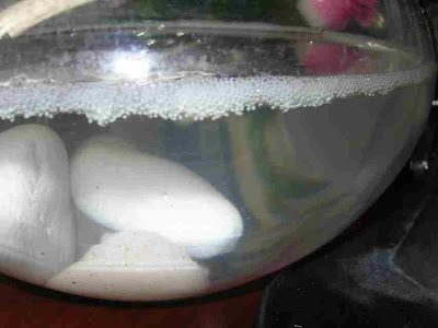 goldfish eggs how long to hatch. the eggs will hatch and