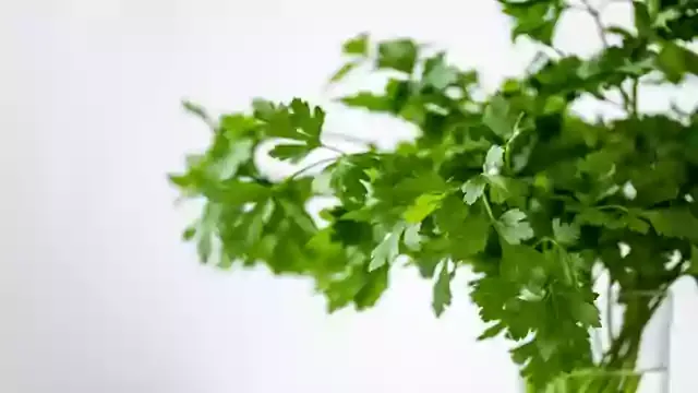 हरे धनिये मे ओषधीय गुण , Coriander Health Benefits, Coriander Benefits,धनिये के फायदे (Benefits Of Coriander),