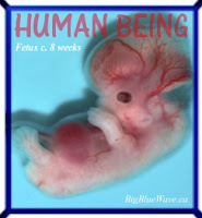 Fetus at 8 weeks/Human being