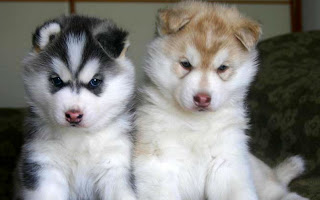 Raza de perro Husky Siberiano