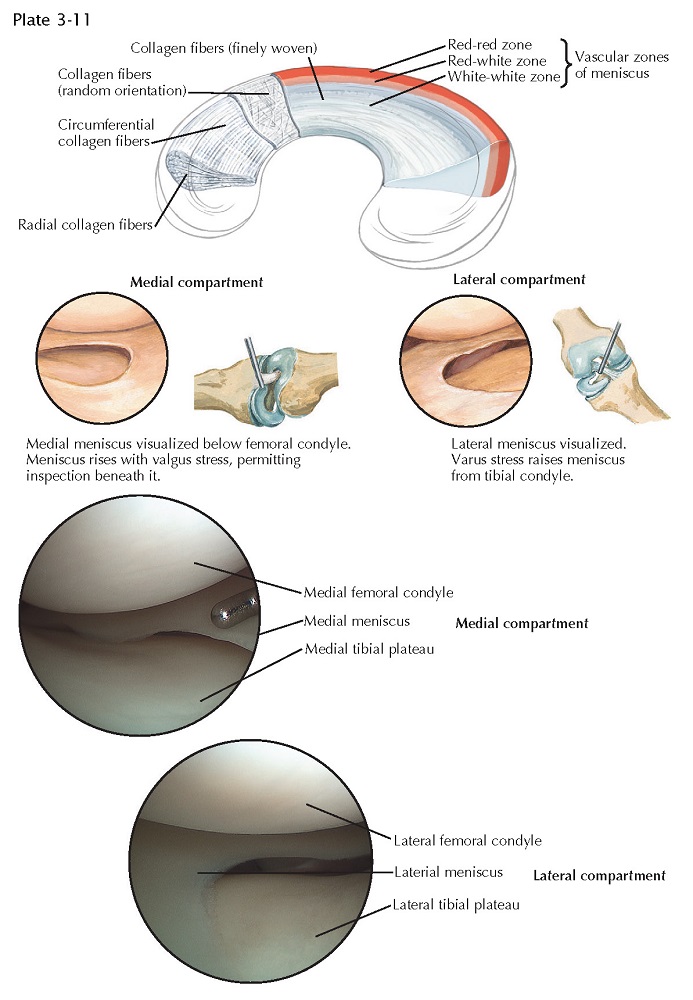 MEDIAL AND LATERAL MENISCUS