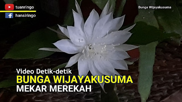 Yuk mengintip Bunga Wijayakusuma Sedang Mekar Merekah