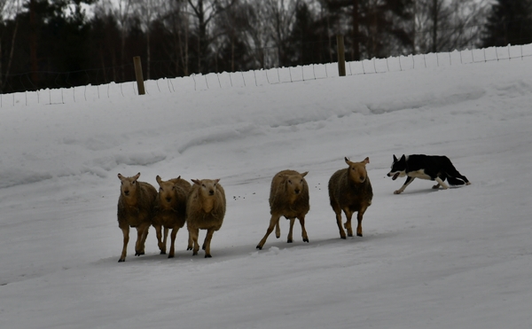 sauegjeting hvit gjeterhund sauer gjeterhundkurs