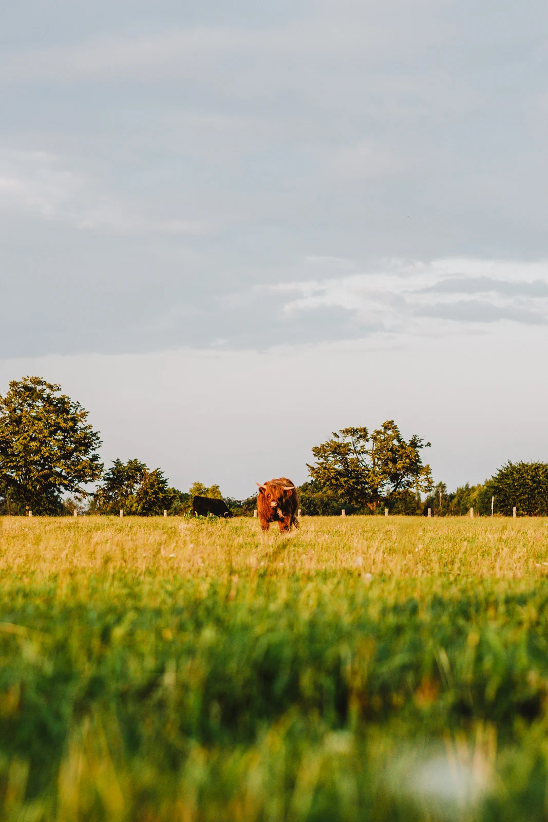 Szkockie krowy w Polsce. Highland Cattle. Brązowe krowy. Gdynia.