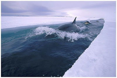 Life beneath the ice