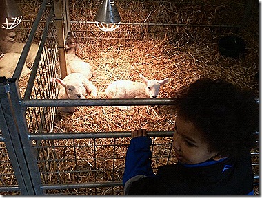 lambs