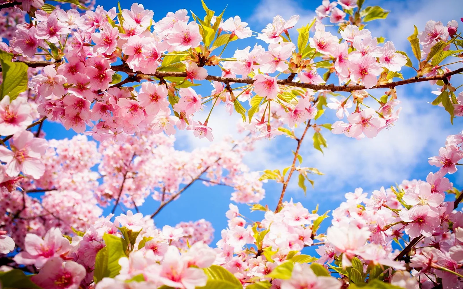 Bureaublad achtergrond in de lente met roze bloemen