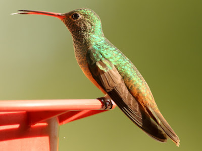 buff-bellied hummingbird