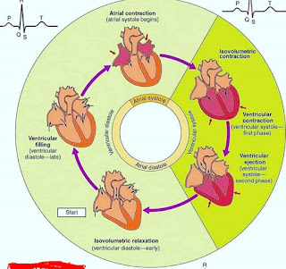 cardiac cycle