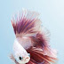 Breeding Betta Fish