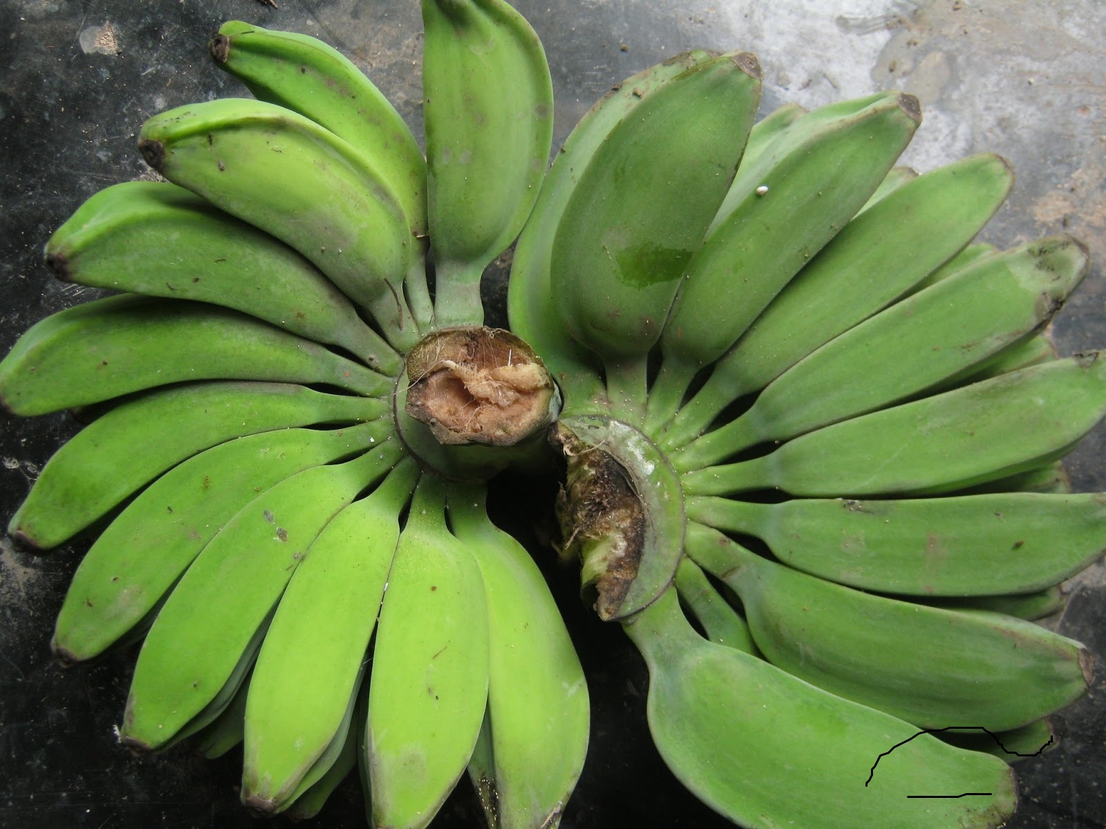 manfaat khasiat buah pisang  kepok  mentah untuk kesehatan 
