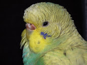 #7 Budgerigar Wallpaper