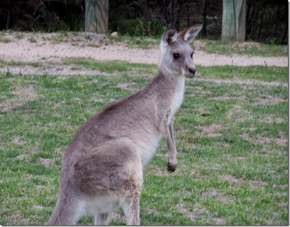 Wallaby