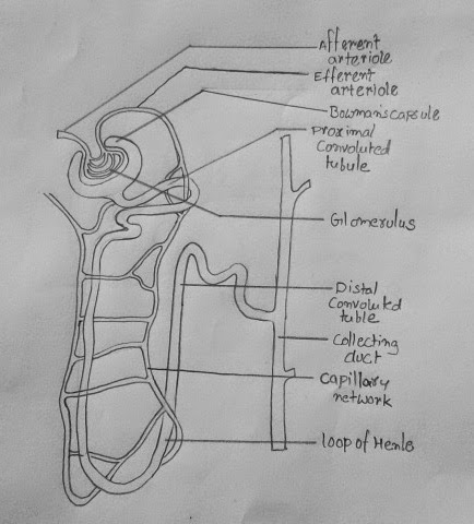  DRAW  IT NEAT How to draw  Nephron