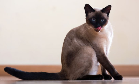 Siamese cat