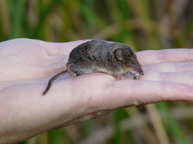 Nelson’s Small-Eared Shrew image,rare animal