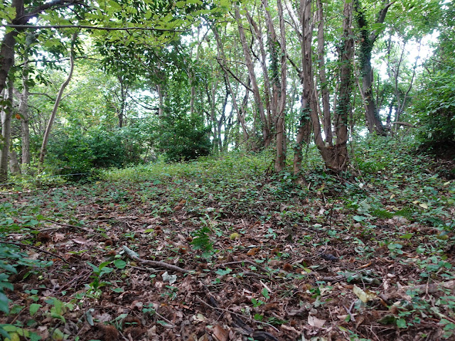 むきばんだ史跡公園の弥生の森