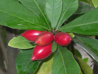 Miracle Fruit pictures