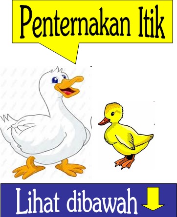 bukan doktor veterinar Ternak Ayam  Itik