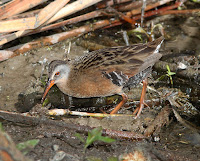 Virginia Rail – Santa Cruz County, Ariz. – May 13, 2011 – Alan Schmierer