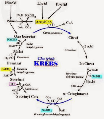 Chu trình acid citric
