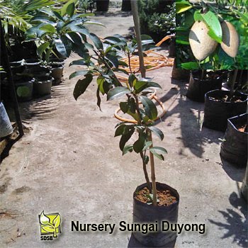 Nursery Sungai Duyong Ciku Jantung Gedung Tumbuhan Anda 