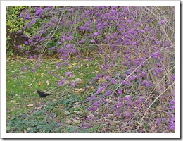 Callicarpa_bodinieri_giraldii1