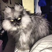 Colonel Meow is the world's angriest cat, Colonel Meow photos, funny cats (colonel meow pictures )